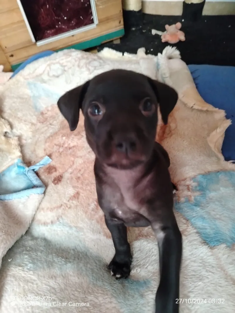 Peludo rescatado en su nuevo hogar